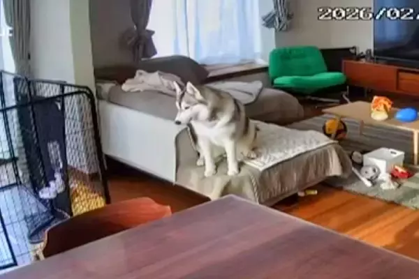 『家族に置いていかれた』と勘違いしたハスキー犬→絶望してしまい…この世の終わりのような光景が5万再生「サイレンで草」「可愛すぎるｗｗ」