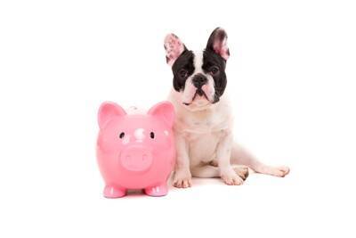 犬を飼うのに『絶対必要な貯金額』とは？迎える前に知っておくべき飼育費用まで解説