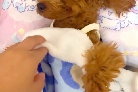 お布団をかけて寝ている犬→めくってみたら…人間の子どもにしか見えない『尊すぎる光景』が145万再生「抱きしめたくなる」「仕草たまらん」