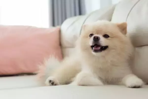 犬の『ストレススマイル』ってなに？無理して笑っているのかも…注意すべきサインを見極めるコツまで