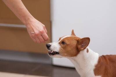犬の『ストレススマイル』ってなに？無理して笑っているのかも…注意すべきサインを見極めるコツまで