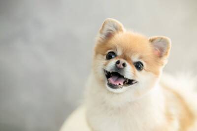 犬の『ストレススマイル』ってなに？無理して笑っているのかも…注意すべきサインを見極めるコツまで