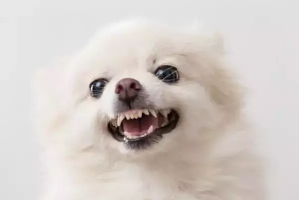 犬が『キレている』ときにみせるサイン５選　怒りが限界に達してしまったらどうなる？適切な対応まで