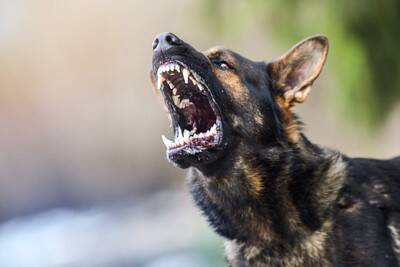 犬が『キレている』ときにみせるサイン５選　怒りが限界に達してしまったらどうなる？適切な対応まで