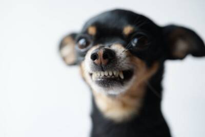 犬が『キレている』ときにみせるサイン５選　怒りが限界に達してしまったらどうなる？適切な対応まで