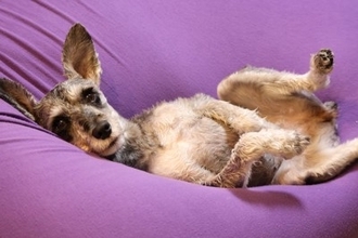 犬が『リラックスできる体勢』4選　愛犬にとっての心地よい環境づくりのコツまで
