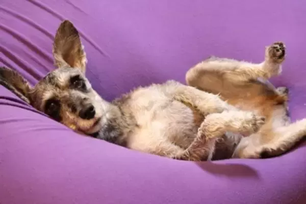 犬が『リラックスできる体勢』4選　愛犬にとっての心地よい環境づくりのコツまで