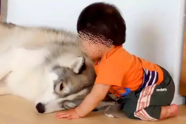 1歳の男の子が『大型犬のモフモフが最高なこと』に気付いてしまった結果→あまりにも尊い光景が23万再生「可愛すぎる」「ニヤニヤ止まらない」