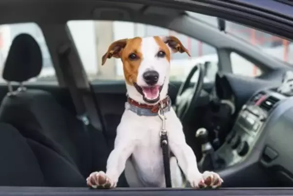 犬のための『サービス』6選　いざというときに知っておくと役立つ場所や安心できるサポートまで