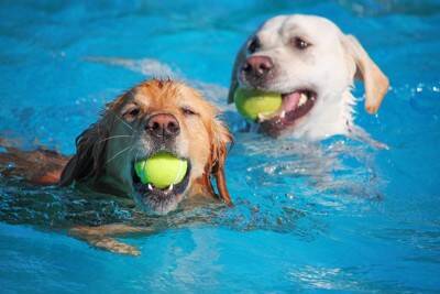 犬のための『サービス』6選　いざというときに知っておくと役立つ場所や安心できるサポートまで