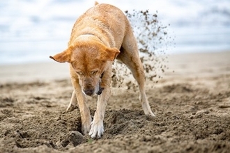犬がやりがちな『マヌケな仕草』4つ　可愛いからといって放っておくと愛犬に悪影響を及ぼすことも