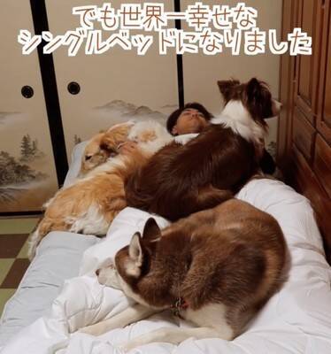 3頭の大型犬を置いて先に眠ったら…『世界一幸せなシングルベッド』が完成する光景に279万再生「愛も重いですね笑」「羨ましすぎる」の声