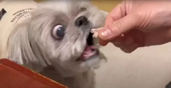 散歩中の犬をスマホで撮影していたら、不審者と間違われ…まさかの『辛辣すぎる反応』が4万再生「めっちゃ警戒してて草」「笑いすぎて涙出たｗ」