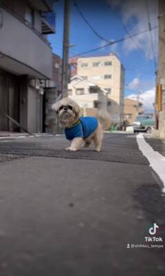 散歩中の犬をスマホで撮影していたら、不審者と間違われ…まさかの『辛辣すぎる反応』が4万再生「めっちゃ警戒してて草」「笑いすぎて涙出たｗ」