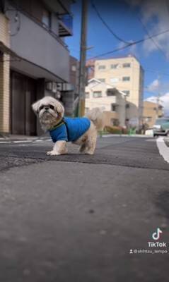 散歩中の犬をスマホで撮影していたら、不審者と間違われ…まさかの『辛辣すぎる反応』が4万再生「めっちゃ警戒してて草」「笑いすぎて涙出たｗ」
