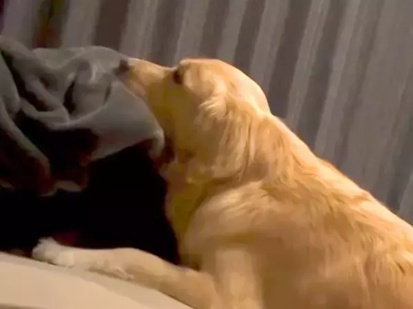 どうしてもパパとベッドで寝たい大型犬→自力で登ろうとせず…甘えん坊すぎる光景と『衝撃の寝顔』が43万再生「最後ｗｗｗ」「子供みたい笑」