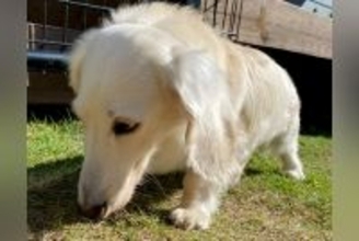 『2回捨てられたガリガリの犬』大人に怯え、3年が経った現在は…涙が止まらない『壮絶な物語』が209万再生「なんて酷い」「幸せになって」