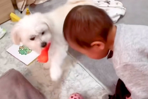 赤ちゃんが犬におもちゃを奪われ『ウソ泣き』をした結果…まるで『本当のお姉ちゃんのような光景』が52万再生「空気読んでるｗ」「優しい」