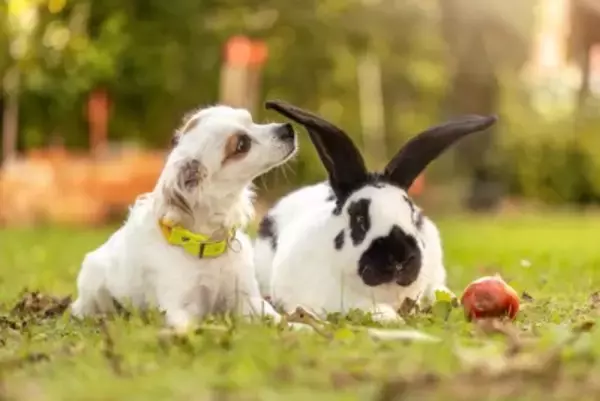 犬と一緒に飼わない方がいいペット4選　同居に向かない理由や飼い主がすべき配慮まで