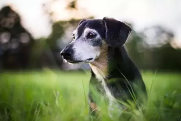 シニア犬の『ボケ』は体からのSOS！痛みや代謝・感覚障害が隠れているかも【獣医師執筆】
