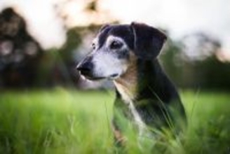 シニア犬の『ボケ』は体からのSOS！痛みや代謝・感覚障害が隠れているかも【獣医師執筆】