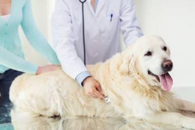 シニア犬の『ボケ』は体からのSOS！痛みや代謝・感覚障害が隠れているかも【獣医師執筆】