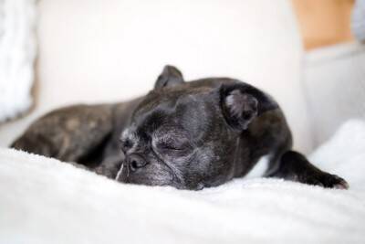シニア犬の『ボケ』は体からのSOS！痛みや代謝・感覚障害が隠れているかも【獣医師執筆】