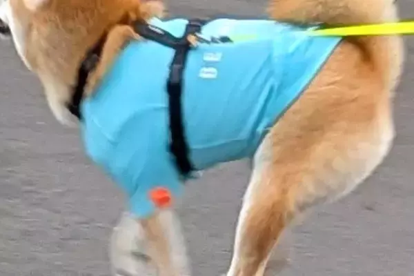 雨が降り出したので、散歩中の犬を迎えに行った結果→まさかのハプニングで…『無慈悲な展開』が15万表示「前見えてるのかｗ」「かわいい」と絶賛