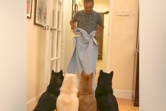 『お父さんが突然消えてしまうドッキリ』を4匹の犬に見せた結果→あまりにも純粋な『100点の反応』が422万再生「かわいすぎて心溶けた」