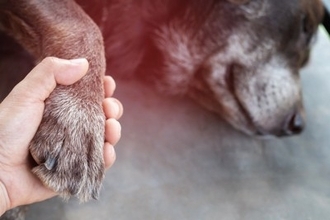 犬が『突然死』してしまう原因5選　命に関わる病気の症状や後悔しないためにできることまで