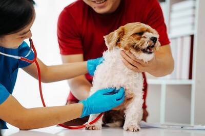 犬が『突然死』してしまう原因5選　命に関わる病気の症状や後悔しないためにできることまで