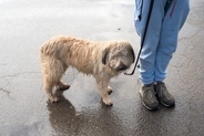 犬が雨に濡れてしまったらどうすべき？毎回シャンプーをした方がいいの？