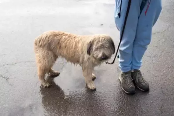 犬が雨に濡れてしまったらどうすべき？毎回シャンプーをした方がいいの？