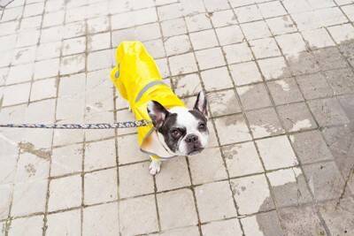 犬が雨に濡れてしまったらどうすべき？毎回シャンプーをした方がいいの？