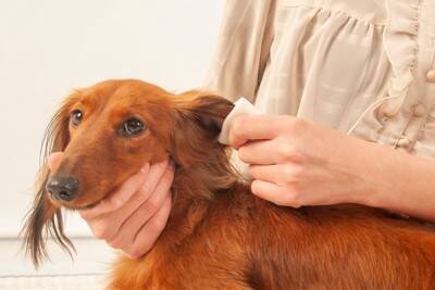 犬が雨に濡れてしまったらどうすべき？毎回シャンプーをした方がいいの？