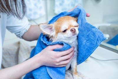 犬が雨に濡れてしまったらどうすべき？毎回シャンプーをした方がいいの？