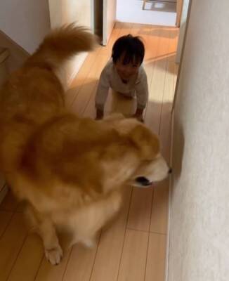 子供2人が喧嘩をしたら、大型犬が…感動的な『優しすぎる対応』が17万再生「心のよりどころ」「私も犬に抱きついて泣いた」共感と絶賛の声