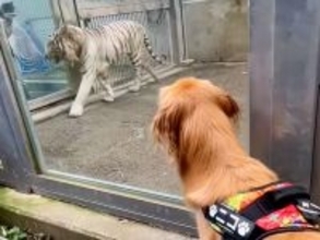 大型犬と一緒に『動物園に行ってみた』結果→猛獣を見た瞬間に…まるで子供のようなリアクションが97万再生「へっぴり腰ｗｗ」「可愛すぎる」
