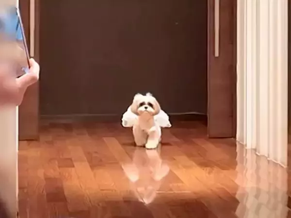 『ぶっつけ本番』でリングドッグをした犬→帰ってしまうかと思ったら…素敵すぎる『まさかの展開』に反響「幸せ空間」「頑張った」と6万再生