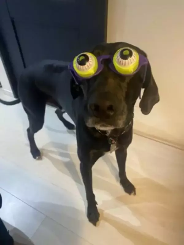 『パーティー用サングラス』を大型犬にかけてみた結果→似合いすぎている『アニメのような表情』に1万いいね「ピクサー感ｗ」「アメリカン」