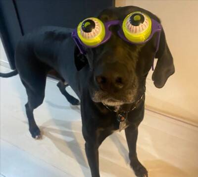 『パーティー用サングラス』を大型犬にかけてみた結果→似合いすぎている『アニメのような表情』に1万いいね「ピクサー感ｗ」「アメリカン」