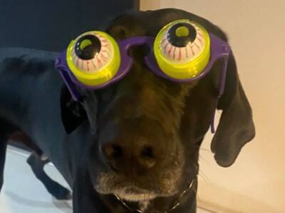 『パーティー用サングラス』を大型犬にかけてみた結果→似合いすぎている『アニメのような表情』に1万いいね「ピクサー感ｗ」「アメリカン」