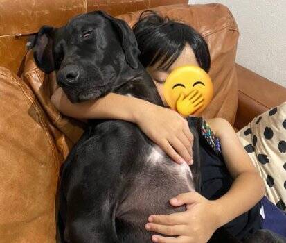 『パーティー用サングラス』を大型犬にかけてみた結果→似合いすぎている『アニメのような表情』に1万いいね「ピクサー感ｗ」「アメリカン」