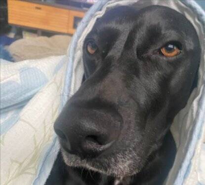 『パーティー用サングラス』を大型犬にかけてみた結果→似合いすぎている『アニメのような表情』に1万いいね「ピクサー感ｗ」「アメリカン」