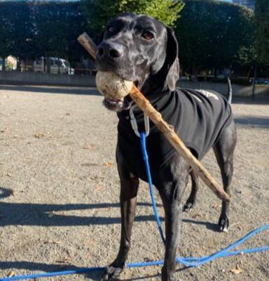 『パーティー用サングラス』を大型犬にかけてみた結果→似合いすぎている『アニメのような表情』に1万いいね「ピクサー感ｗ」「アメリカン」