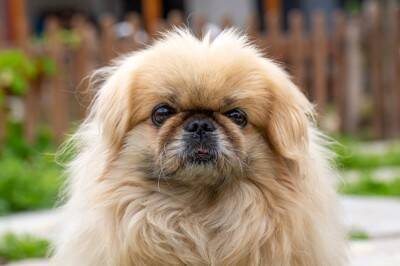 『鼻ぺちゃな犬』がなりやすい病気5つ　短頭種にみられる特徴や普段からできる対策まで