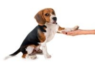 犬が『おて』をしてくれない理由4つ　主な心理やコマンドを成功させるためにできることまで