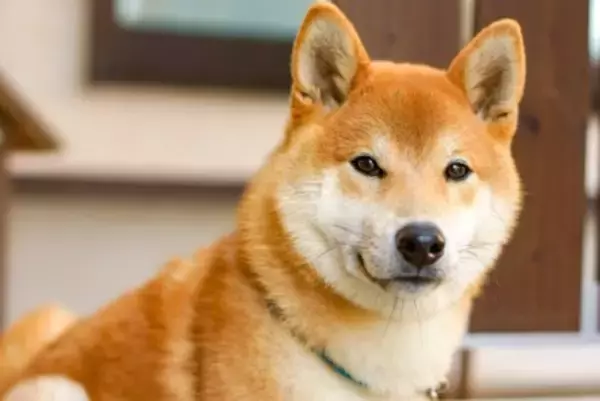 柴犬がみせる特有の行動『柴距離』とは？飼い主が必ず知っておくべきパーソナルスペースまで