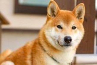 柴犬がみせる特有の行動『柴距離』とは？飼い主が必ず知っておくべきパーソナルスペースまで
