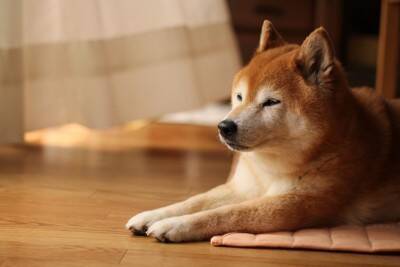 柴犬がみせる特有の行動『柴距離』とは？飼い主が必ず知っておくべきパーソナルスペースまで